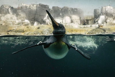 Penguin swimming on water surface