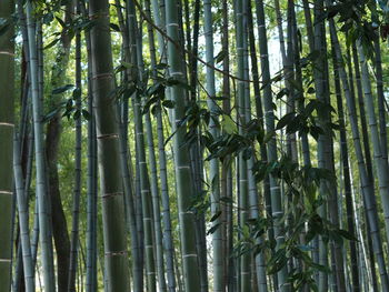 Low angle view of bamboo trees in forest