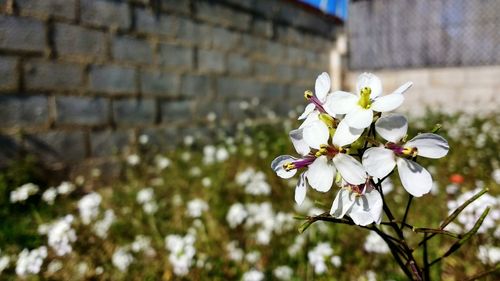 Close-up of white flowers