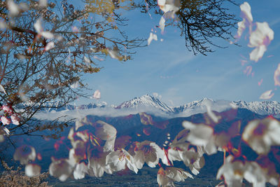 Low angle view of flowering plants against sky