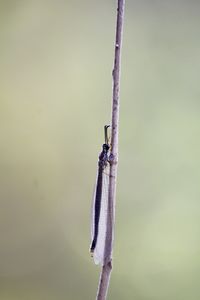 Close-up of insect perching on a plant