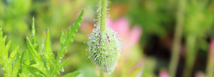 Close-up of dew on plant