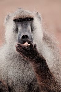 Close-up portrait of baboon