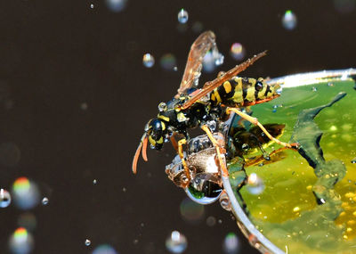 Close-up of insect on leaf