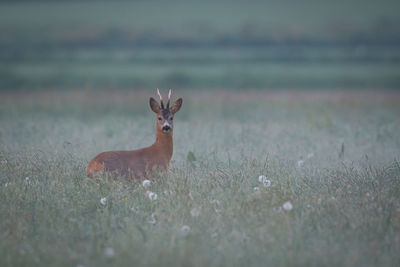 Portrait of deer standing amidst plants