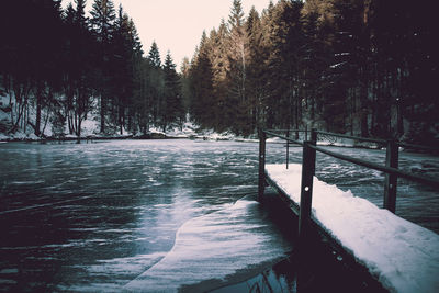 Frozen canal amidst trees during winter