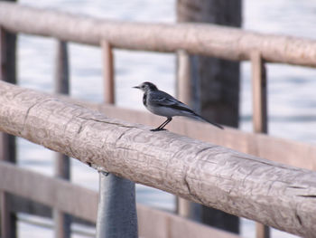 Close-up of bird perching on railing