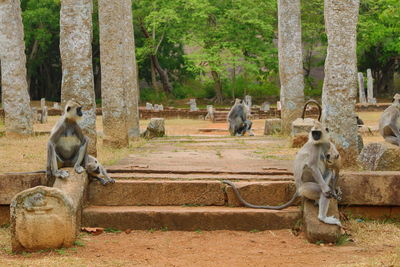 Baboons sitting at courtyard of temple