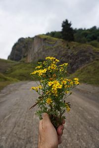 Person holding yellow flowering plant