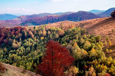 Romanian mountains in autumn season, cindrel mountains, paltinis area, sibiu county, central romania