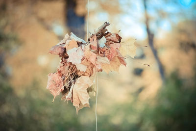 Close-up of dried plant