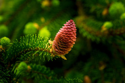 Close-up of pine cone on tree