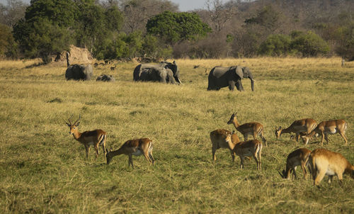 
deers and elephants on the field in kafue national park