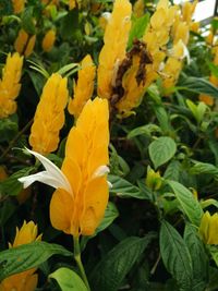 Close-up of yellow flowers