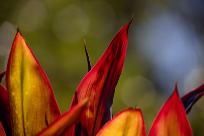 Close-up of red flowering plant