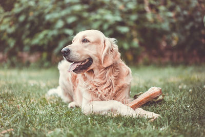 Dog sitting on field