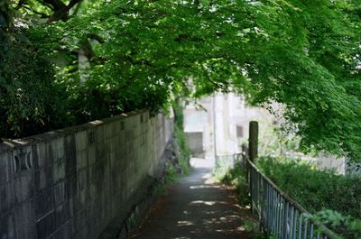 Narrow walkway leading to footpath