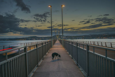 View of dog on bridge against sky during sunset
