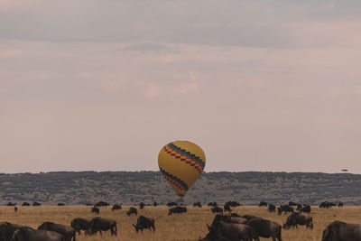 View of hot air balloon at sunset