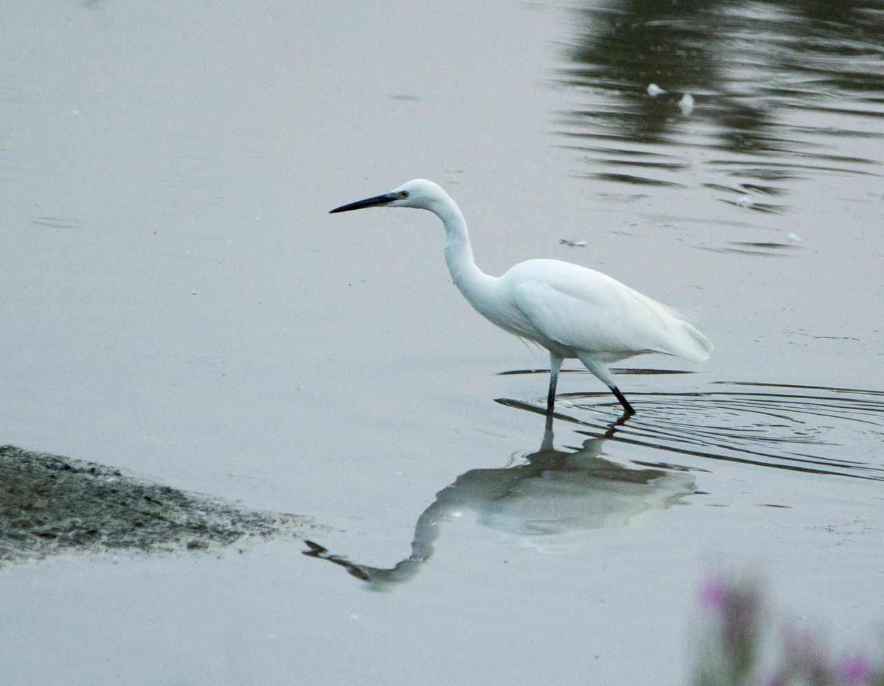 SIDE VIEW OF BIRD IN WATER