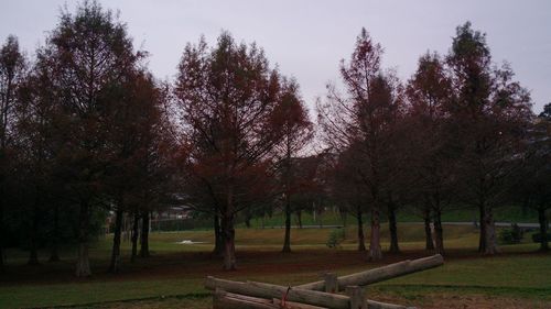 Trees in park against sky