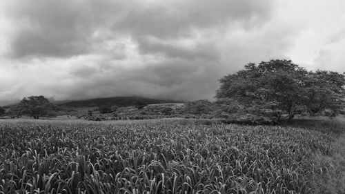 Scenic view of field against cloudy sky