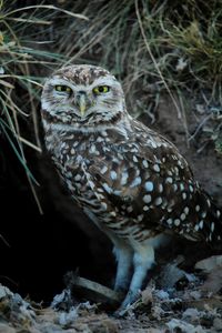 Close-up of bird