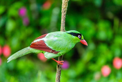 Close-up of bird perching on leaf