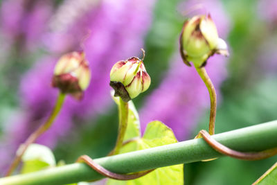 Close-up of purple flowering plant