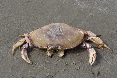 High angle view of crab at beach