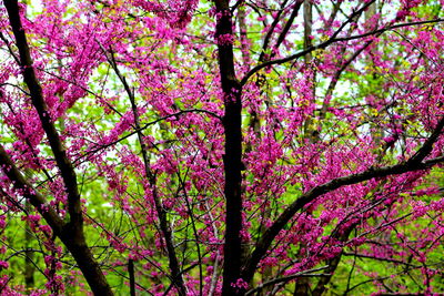 Low angle view of pink flower tree