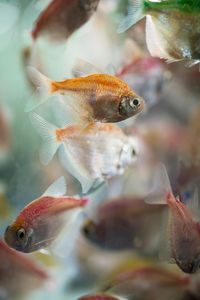 Close-up of fish swimming in sea