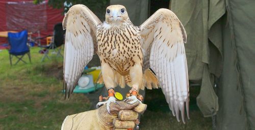 Close-up of birds perching