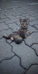 animal