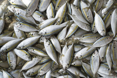 Full frame shot of fishes in market