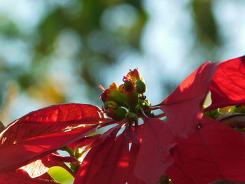 Close-up of red flowering plant