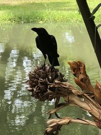 View of birds in lake