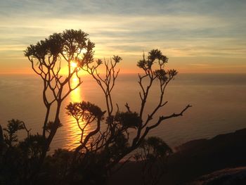 Silhouette of tree at sunset