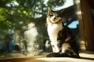 Portrait of brown tabby cat in woody room