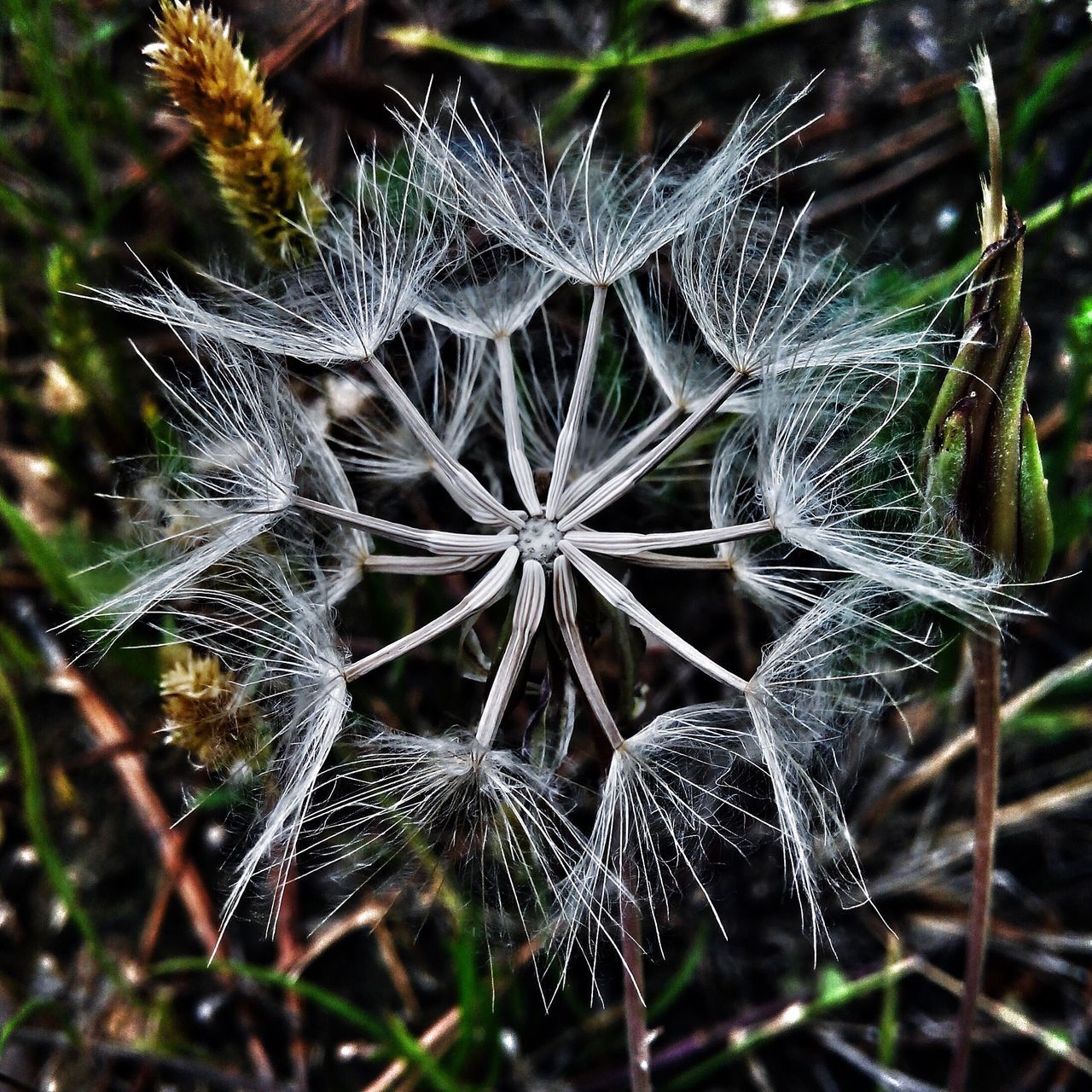 spider web, focus on foreground, close-up, drop, fragility, wet, water, nature, dew, plant, natural pattern, growth, beauty in nature, weather, cold temperature, winter, season, day, selective focus, frozen