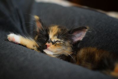 Close-up of cat lying down