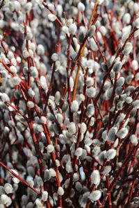 Close-up of snow on branch during winter