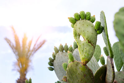 Close-up of succulent plant