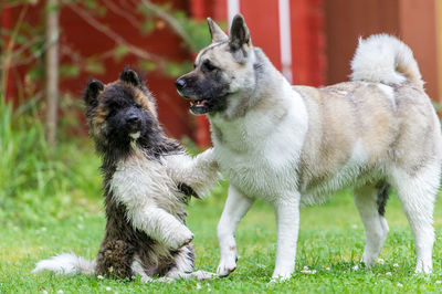 Close-up of a dog on grass