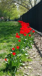 Close-up of red flowers