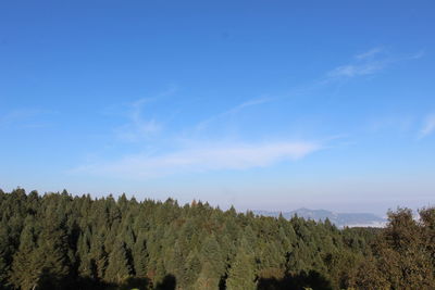 Panoramic view of forest against blue sky