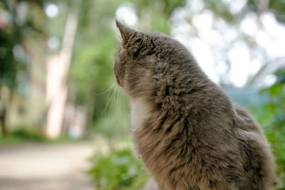 Close-up of a cat looking away