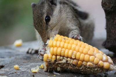 Close-up of squirrel eating corn
