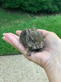 Saved this baby bunny this morning from drowning in our pool. 