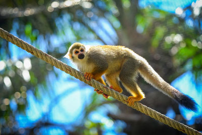 Low angle view of monkey on tree